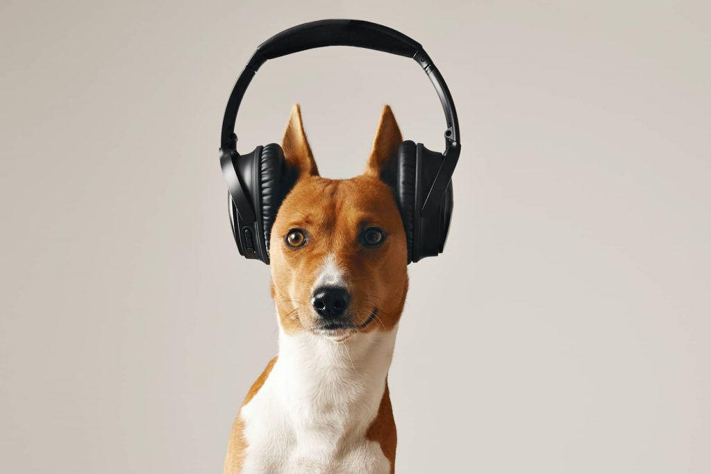 Éducation canine: la consultation en ligne/téléphonique ou web