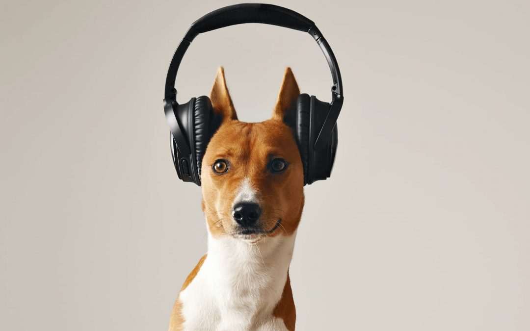 Éducation canine: la consultation en ligne/téléphonique ou web